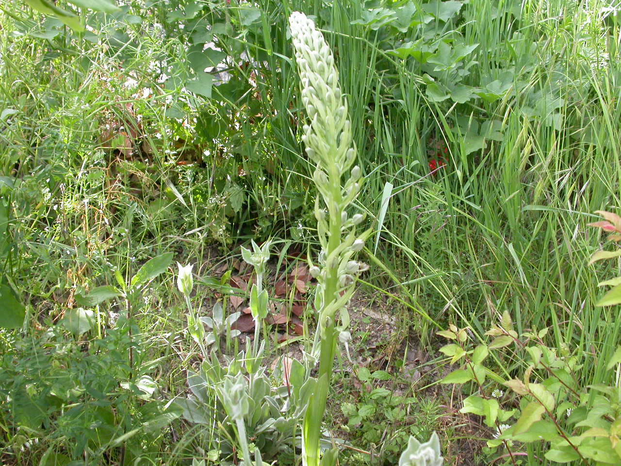 Orchis bouc