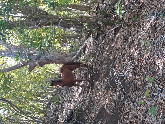 cheval dans la nature