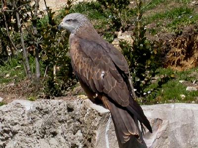 Conservatoire du Littoral : la faune de Combrit