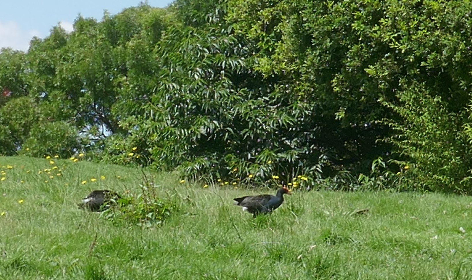 pukeko en NZL